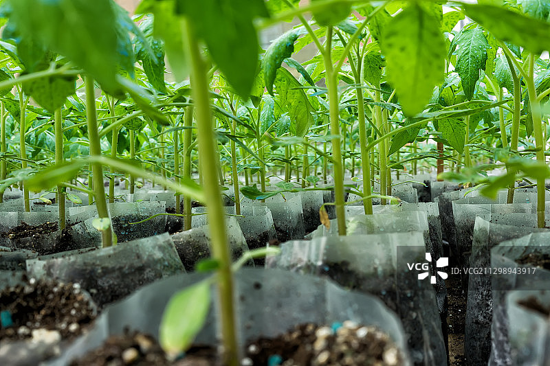 田野生长的植物特写图片素材