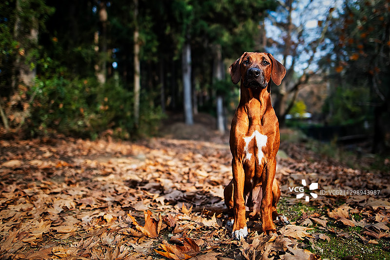 站在森林小路上的狗肖像，西基斯，希腊图片素材