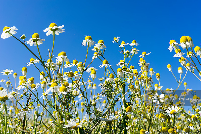 希腊Kilks，蓝天下开花植物的仰视图图片素材
