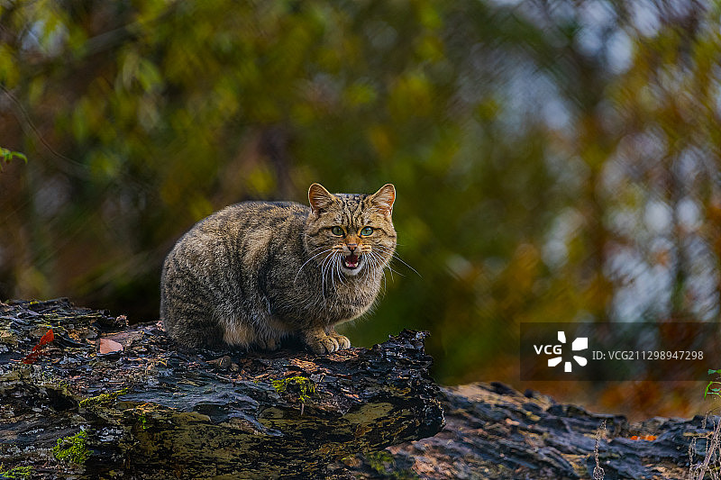 德国 Weilburg 岩石上的松鼠特写图片素材