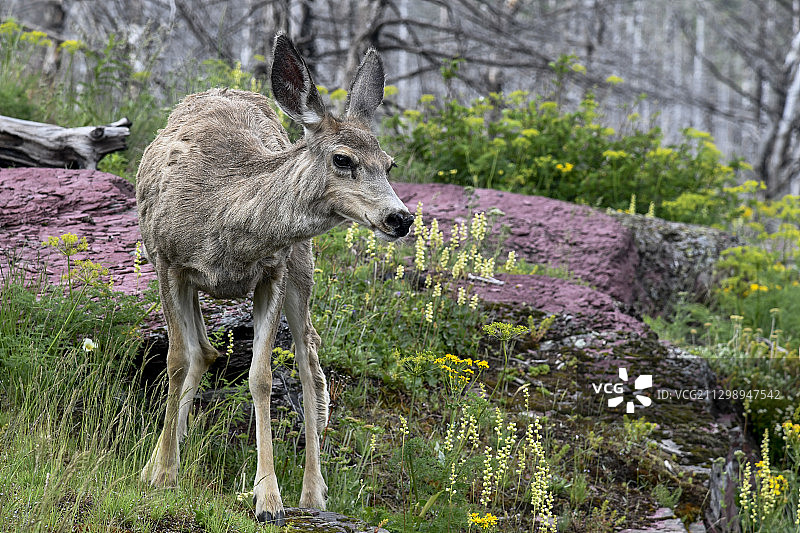 美国南布朗宁森林中的鹿图片素材