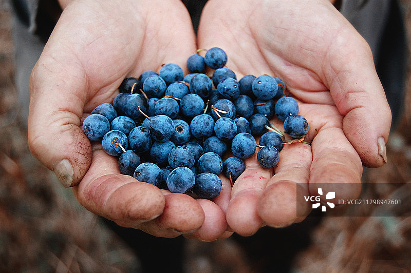 手捧蓝莓特写图片素材