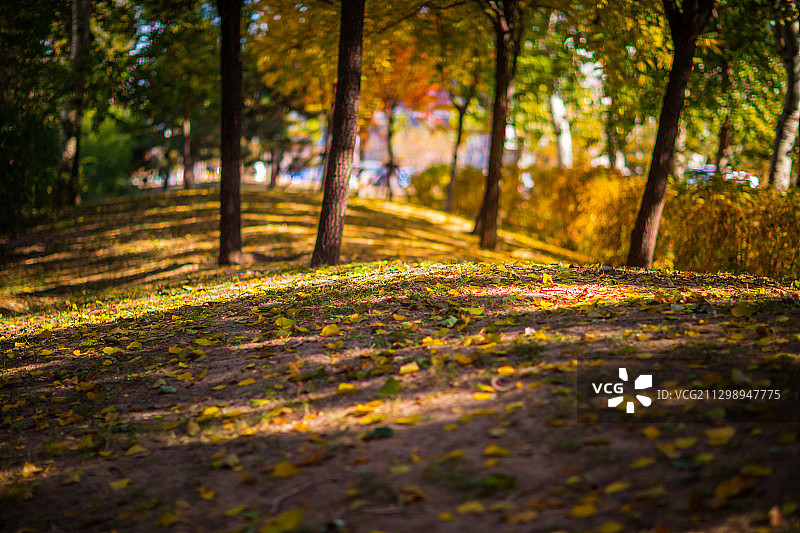 秋季公园里的树木图片素材