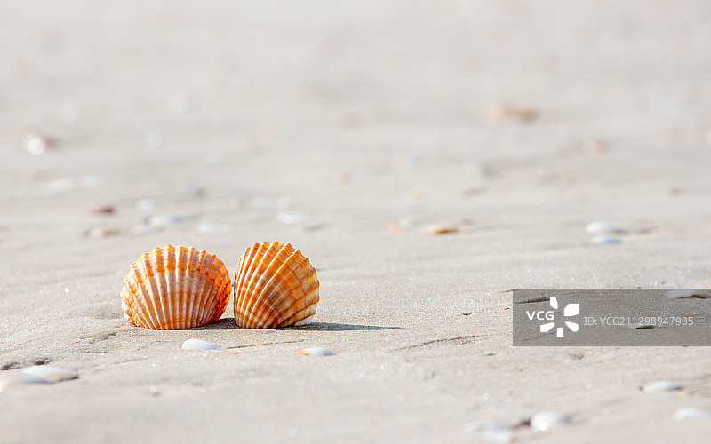 沙滩上贝壳特写图片素材