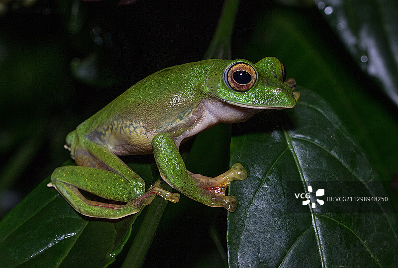 树叶上的青蛙特写图片素材