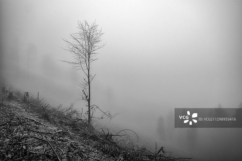 雾天德国埃斯洛厄的树木景观图片素材