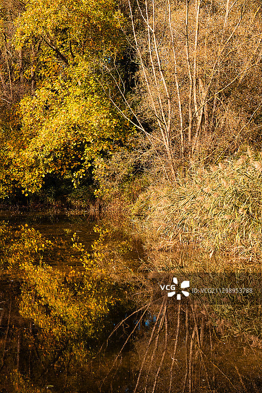 比利时韦梅尔森林湖边的树木图片素材