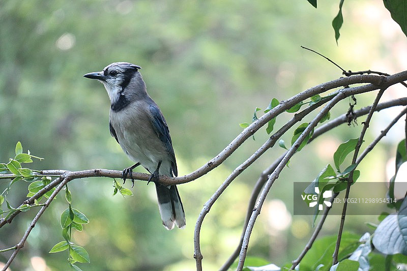 美国波士顿，栖息在树枝上的鸟类特写图片素材
