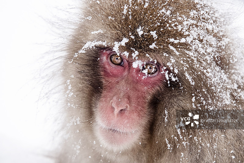 冬季日本中野雪猴特写肖像图片素材