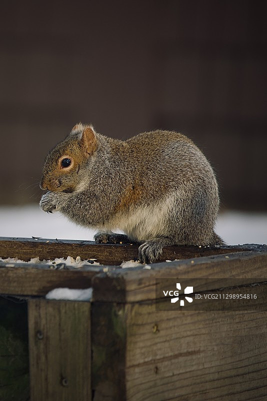 美国绍姆堡木头上的松鼠特写图片素材