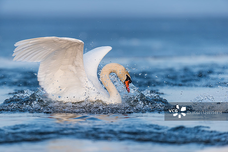 在乌克兰乌克兰卡海中游泳的白色小天鹅图片素材