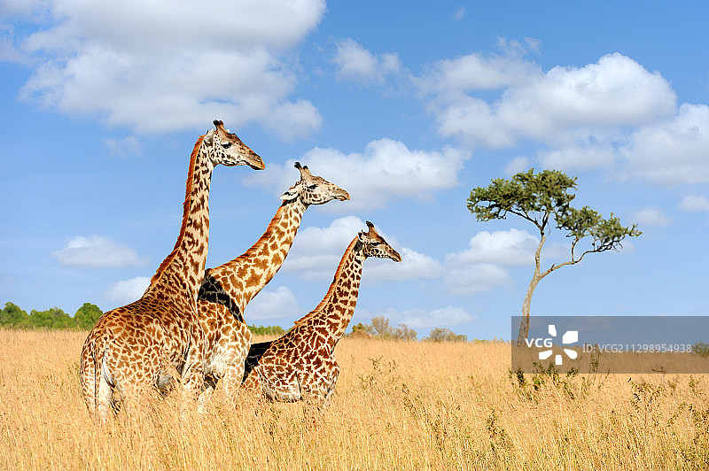 长颈鹿和小长颈鹿在草地上对着天空的侧面镜头图片素材