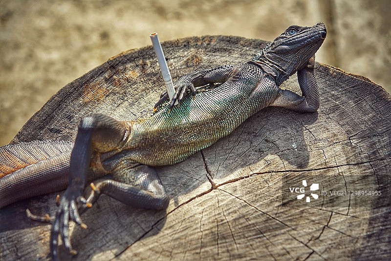 印度尼西亚贝林金贾亚木头上的蜥蜴特写图片素材
