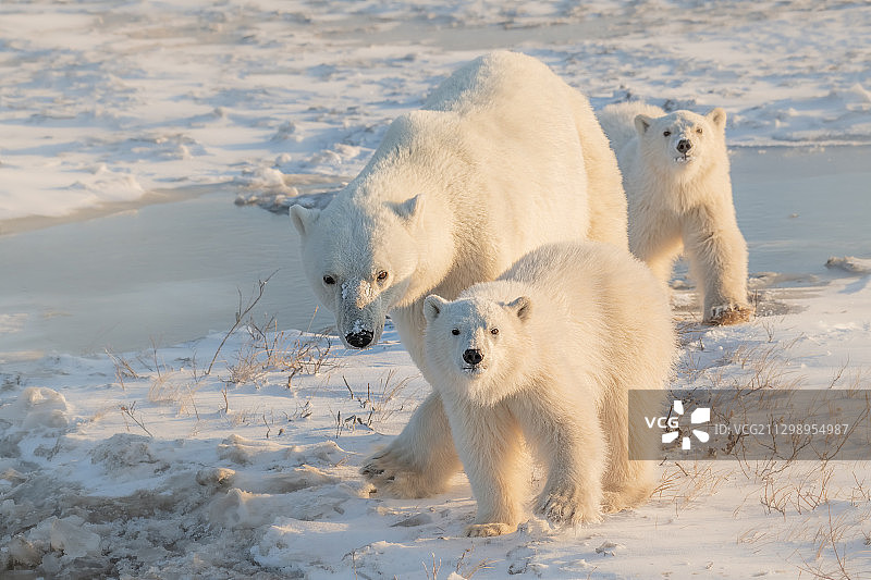 加拿大汤普森的两只北极熊嬉戏打闹图片素材