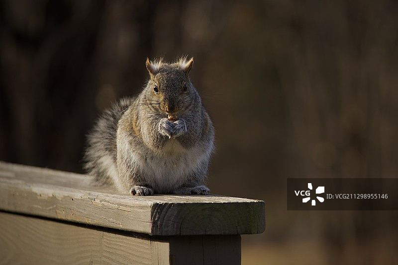 美国绍姆堡木头上的松鼠特写图片素材