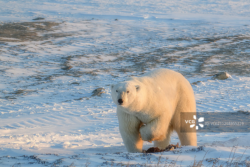 在加拿大汤普森沿海景观中行走的一只熊图片素材