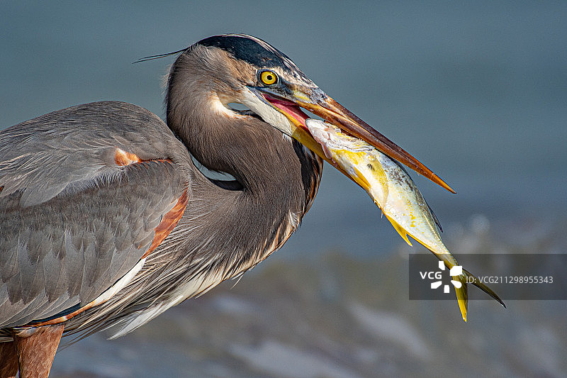 美国恩格尔伍德：栖息在植物上的鸟儿特写图片素材