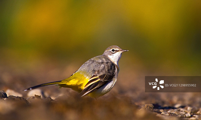 鸟栖息在岩石上的特写（罗马尼亚，萨图马雷）图片素材