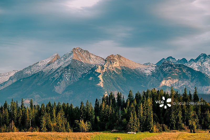 波兰波罗宁的松树风景图片素材