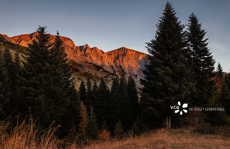 马其顿秋季天空下的树木仰视图片素材