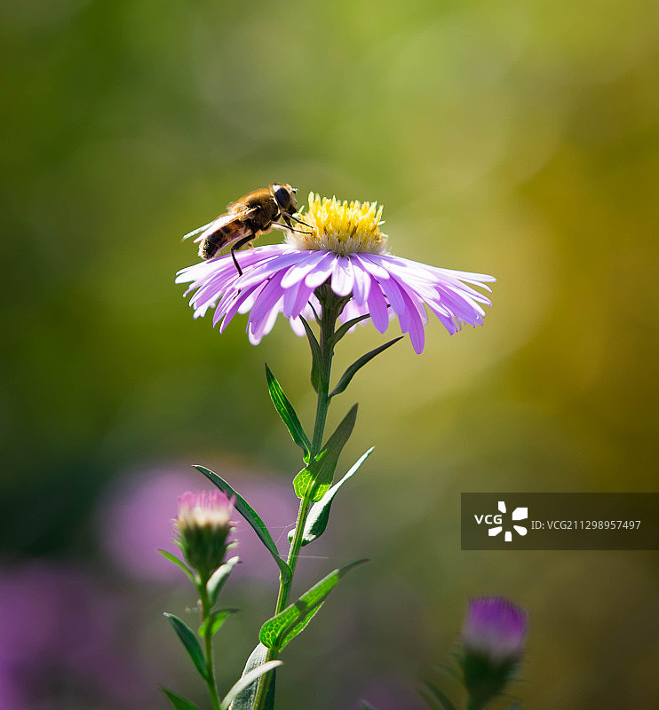 紫色花朵上采蜜的蜜蜂特写，德国马林塔尔图片素材