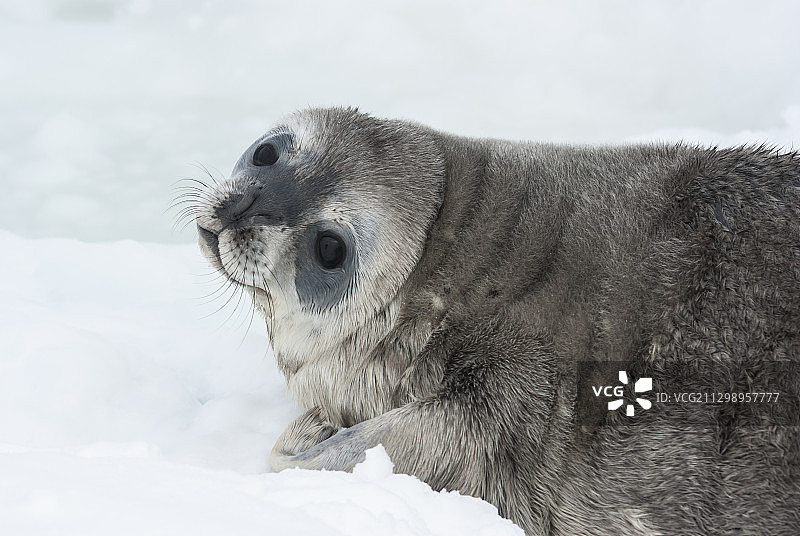 雪地海豹特写图片素材