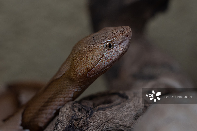 德国莱茵贝格岩石上的蛇特写图片素材
