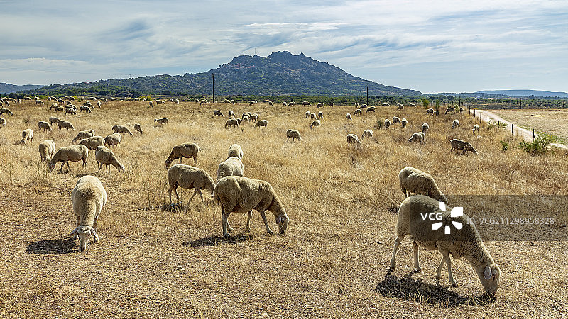 葡萄牙佩纳马科尔的一群绵羊图片素材