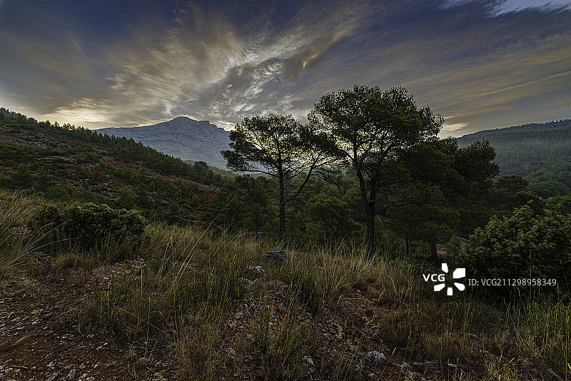 法国艾克斯-普罗旺斯田野上的树木图片素材