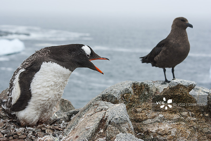 栖息在岩石上的鸟儿特写图片素材
