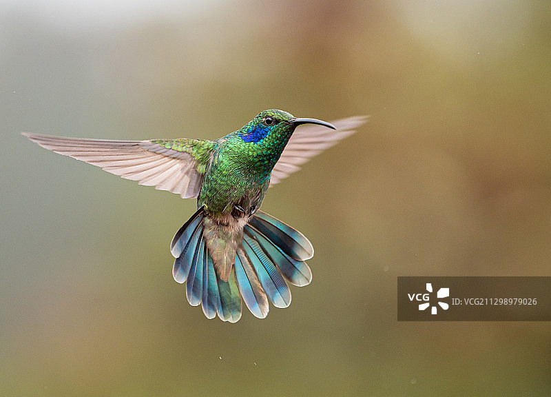 巴拿马巴兰科户外飞鸟特写图片素材