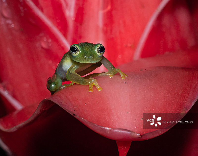 哥斯达黎加拉维尔京树叶上的青蛙特写图片素材