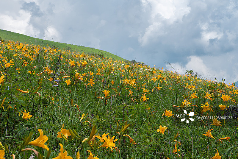 日本诹访盛开的鲜花田野风光图片素材