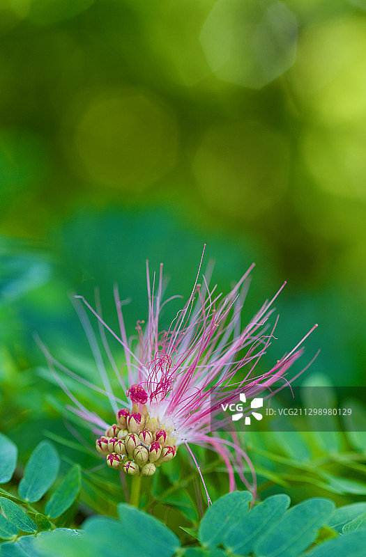 美国迈阿密的粉色开花植物特写图片素材