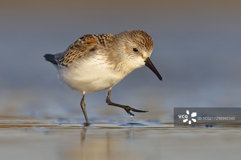 美国海沃德，栖息在海中的鸟类特写图片素材