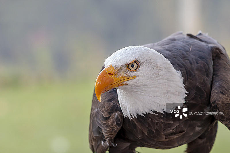 鹰的近距离特写图片素材