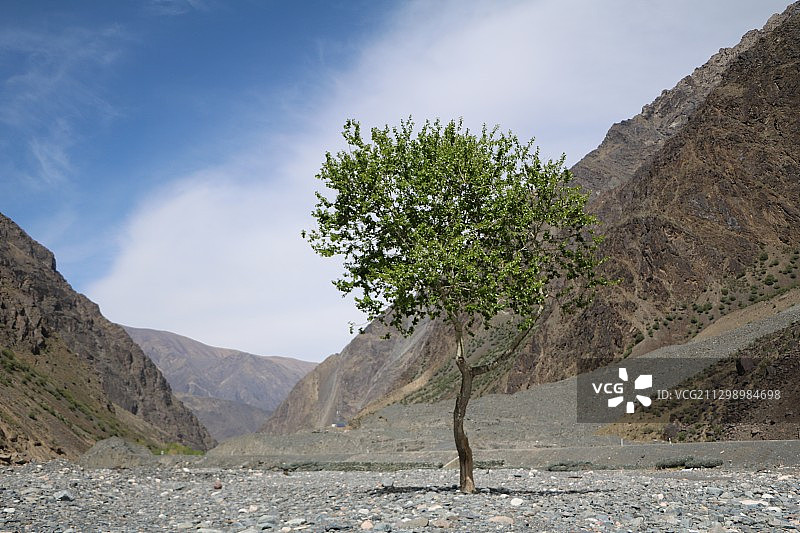 生命力图片素材