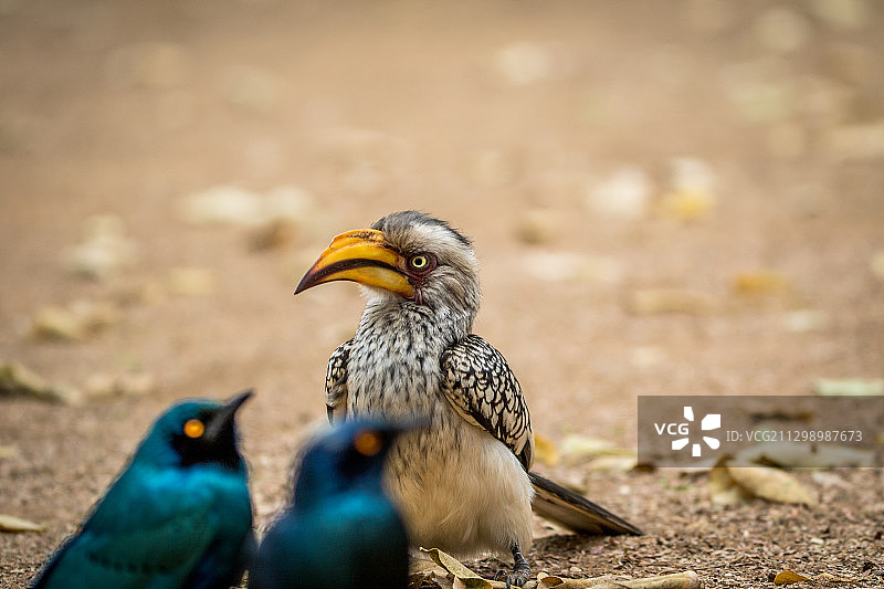 鸟类栖息在南非莫迪莫勒田野上的特写图片素材