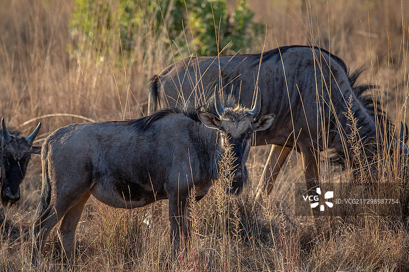 犀牛站在田野上的侧面图片素材