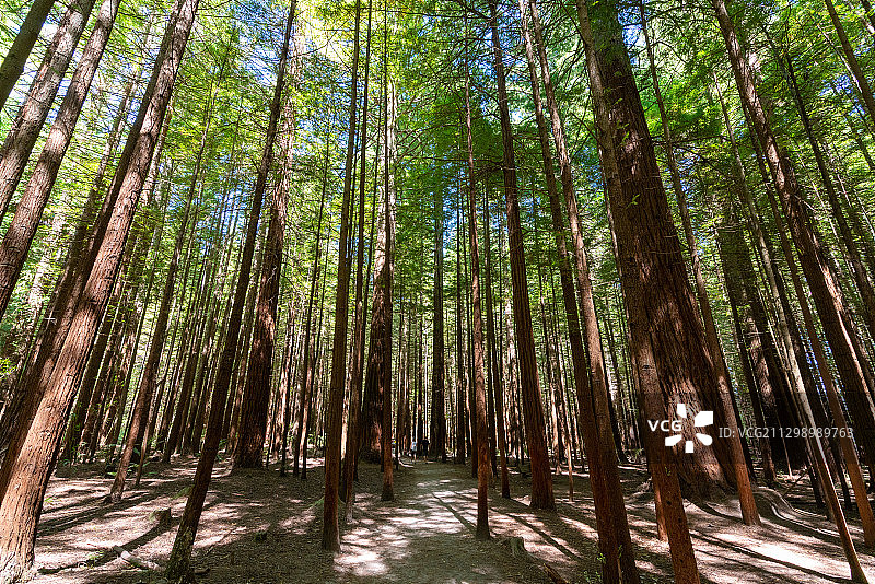 仰视森林中的红木树，新西兰罗托鲁瓦图片素材