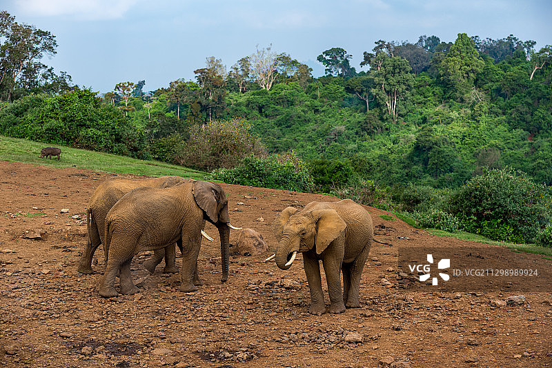 在肯尼亚涅里的森林中行走的两只大象图片素材