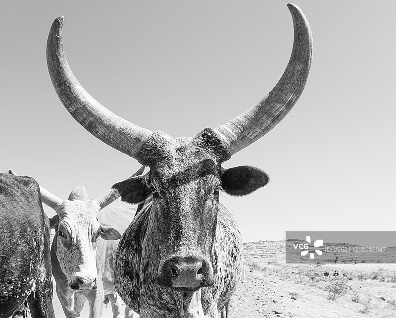 天空背景下的田野动物头骨特写图片素材