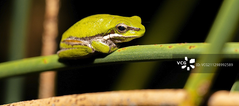 植物上的蛙类特写图片素材
