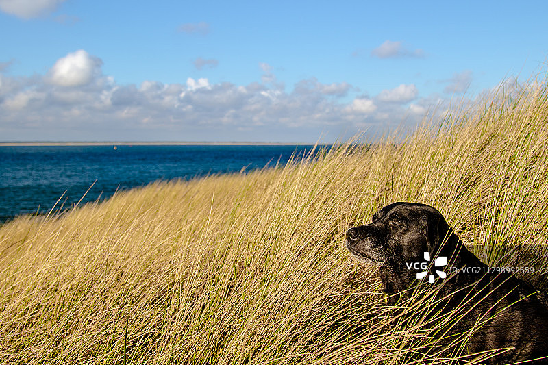 德国韦斯特兰的海景图片素材