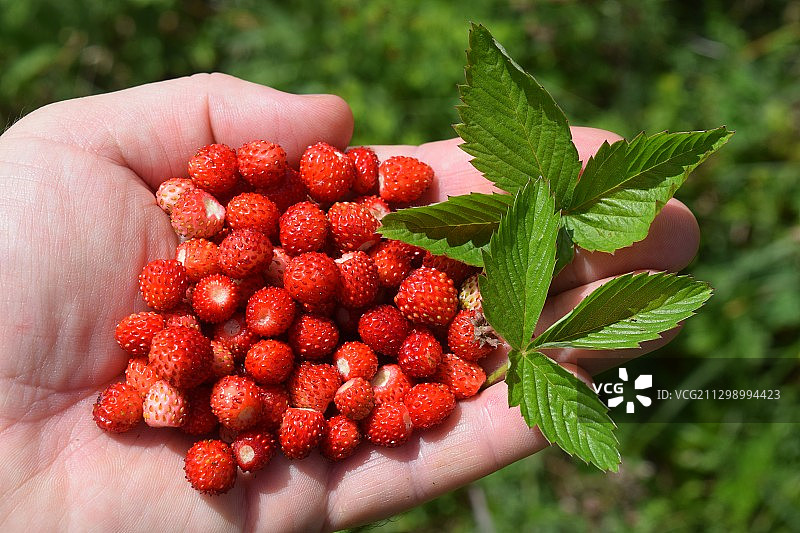 手持草莓，斯洛文尼亚维帕瓦图片素材