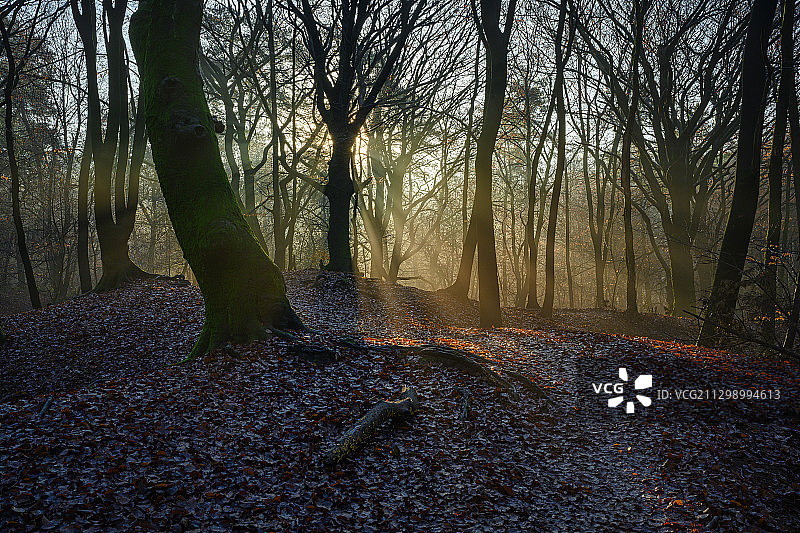 秋季森林中的树木，加尔德伦，荷兰图片素材