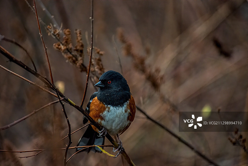 鸟儿栖息在树枝上的特写，加拿大西区图片素材