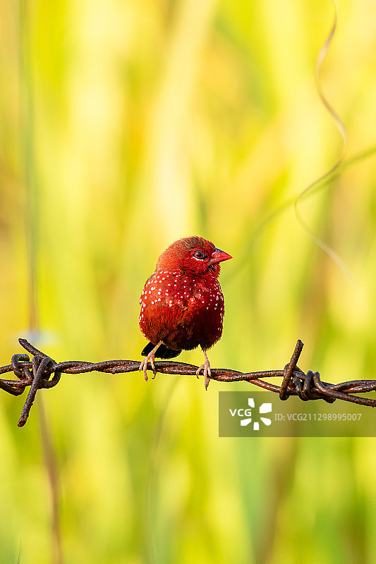 泰国清迈树枝上的鸟类特写图片素材