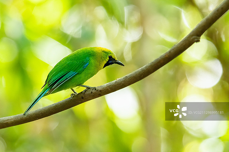 鸟类栖息在树枝上特写，泰国猜也奔图片素材