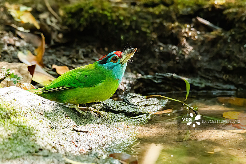 鸟类栖息在树枝上特写，泰国猜也奔图片素材
